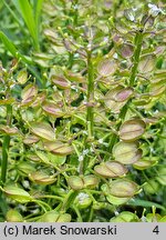 Iberis sempervirens (ubiorek wiecznie zielony)