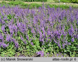 Salvia nemorosa (szałwia omszona)