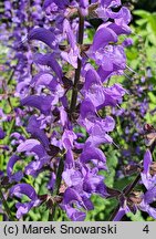 Salvia nemorosa (szałwia omszona)