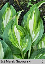 Hosta Middle Ridge