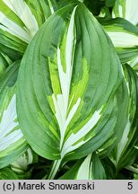 Hosta Middle Ridge