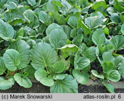 Bergenia delavayi (bergenia czerwieniejąca)