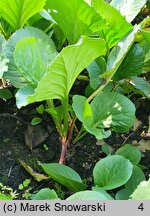 Bergenia delavayi (bergenia czerwieniejąca)