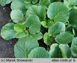 Bergenia delavayi (bergenia czerwieniejąca)