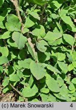 ×Mahoberberis neubertii (mahonioberberys Neuberta)