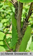 ×Mahoberberis neubertii (mahonioberberys Neuberta)