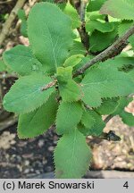 ×Mahoberberis neubertii (mahonioberberys Neuberta)