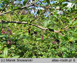 Berberis aggregata (berberys wiązkowy)