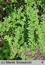 Berberis aggregata (berberys wiązkowy)