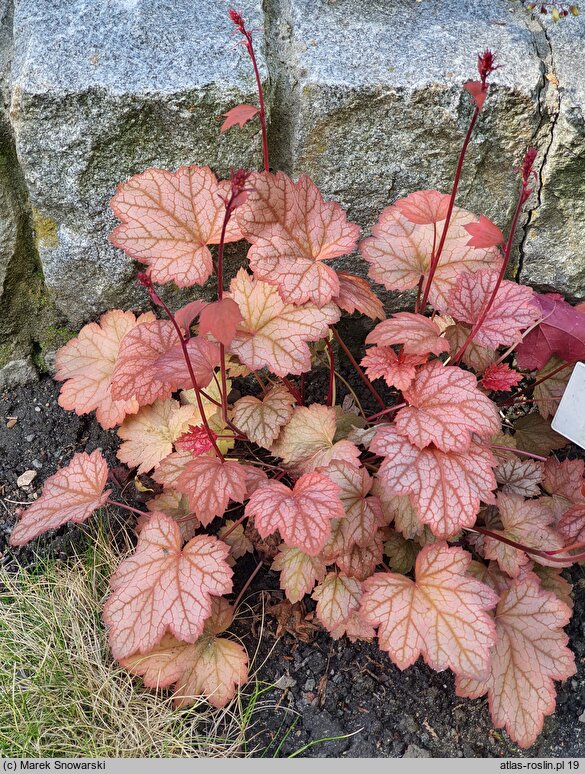 Heuchera Amber Lady