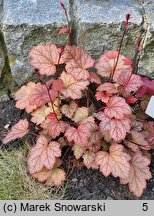 Heuchera Amber Lady