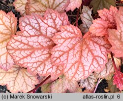 Heuchera Amber Lady