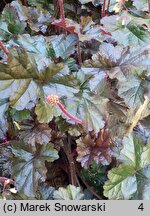 Heuchera World Caffe Espresso