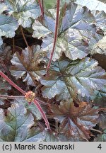 Heuchera World Caffe Espresso