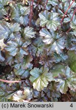 Heuchera World Caffe Espresso