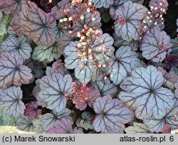 Heuchera Sugar Plum