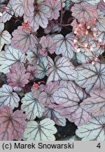 Heuchera Sugar Plum