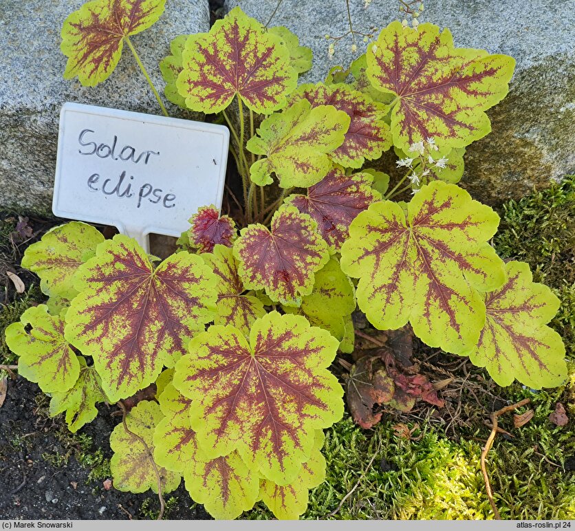 Heuchera Solar Eclipse