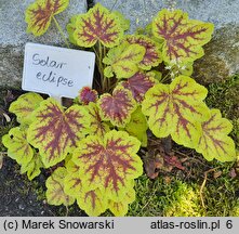 Heuchera Solar Eclipse