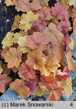 Heuchera Southern Comfort