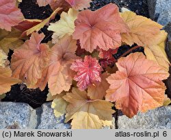 Heuchera Southern Comfort