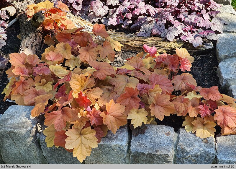 Heuchera Southern Comfort