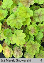 Heuchera Tiramisu