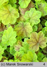 Heuchera Tiramisu