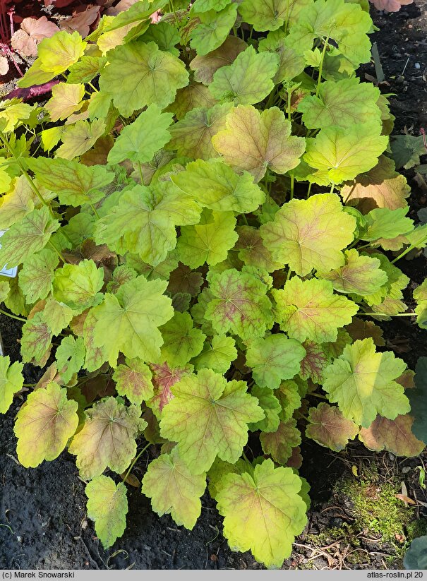 Heuchera Tiramisu