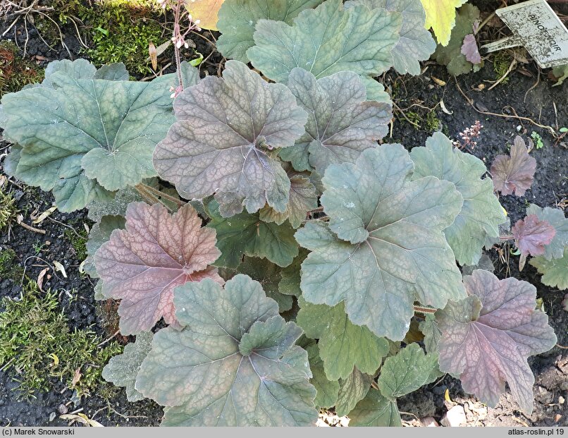 Heuchera Pinot Noir