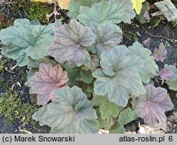 Heuchera Pinot Noir