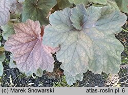 Heuchera Pinot Noir