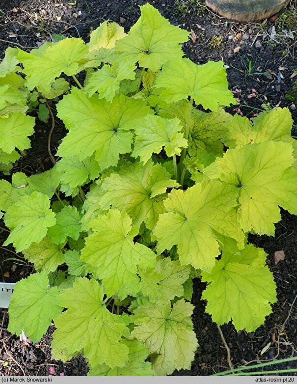 Heuchera Citronelle