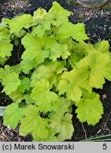 Heuchera Citronelle