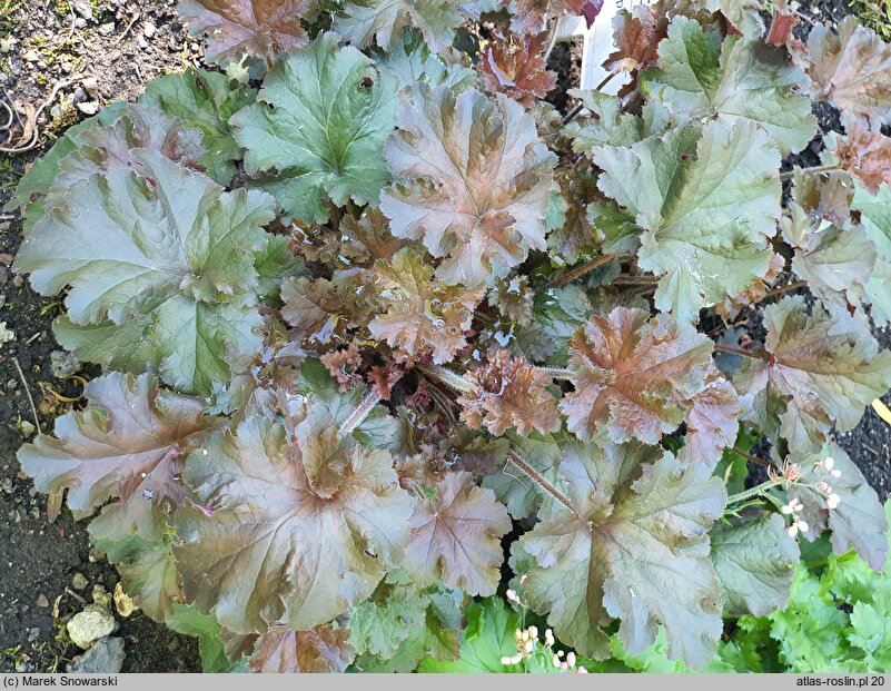 Heuchera Cappucino