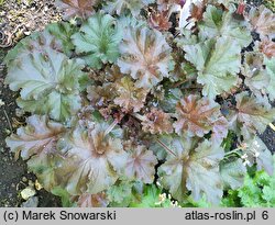 Heuchera Cappucino