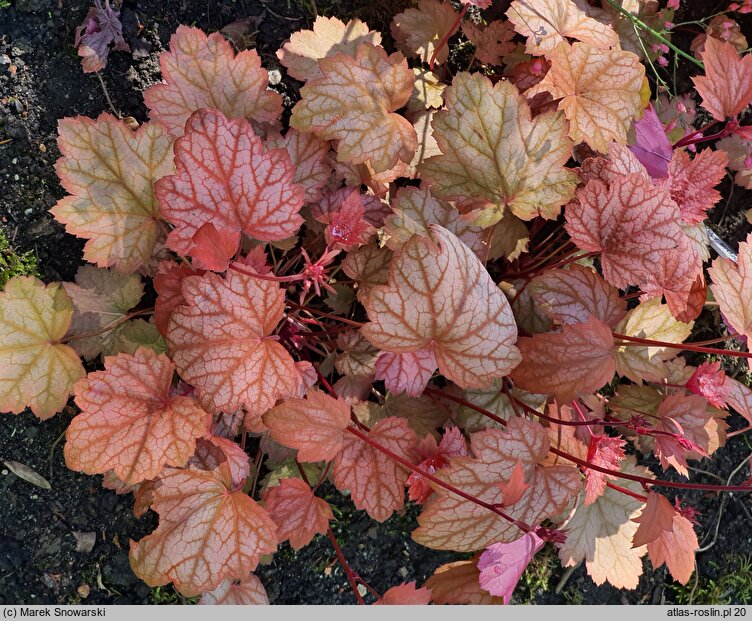 Heuchera Georgia Peach