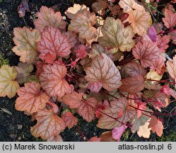 Heuchera Georgia Peach