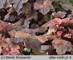 Heuchera Georgia Peach