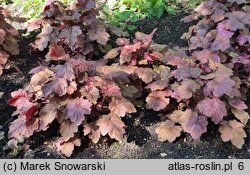 Heuchera Georgia Peach