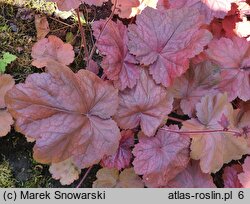 Heuchera Georgia Peach