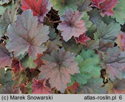 Heuchera Aksinia