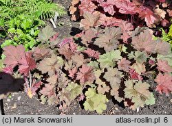 Heuchera Aksinia