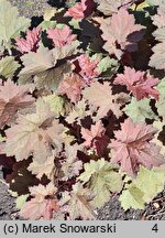 Heuchera Aksinia