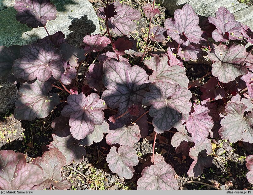 Heuchera Silver Lord