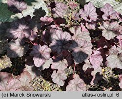 Heuchera Silver Lord