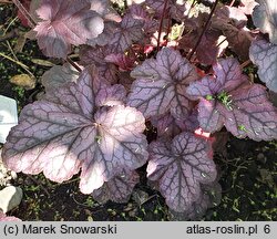 Heuchera Silver Lord