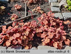 Heuchera Amber Lady