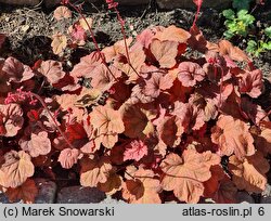 Heuchera Amber Lady