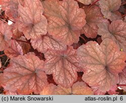 Heuchera Amber Lady